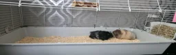 Guinea Pig rodents for sale: 2 stunning guinea pigs (with cage) - Advert 2