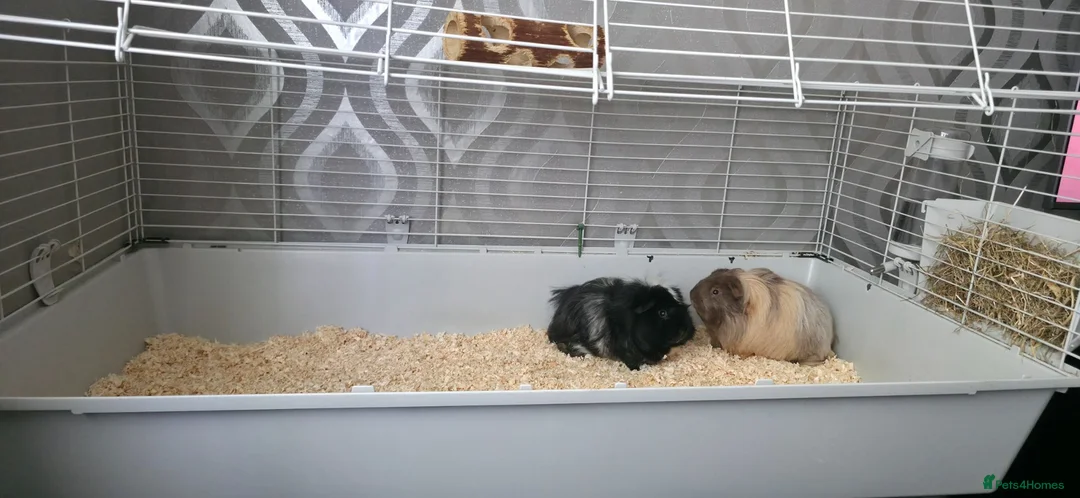 Guinea Pig rodents for sale: 2 stunning guinea pigs (with cage) - Advert 2