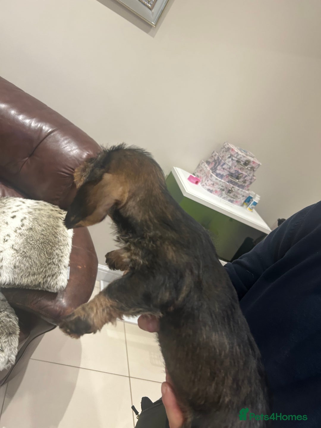 Dachshund dogs for sale: Litter of 3 wired haired daushaund tackles  - Advert 7