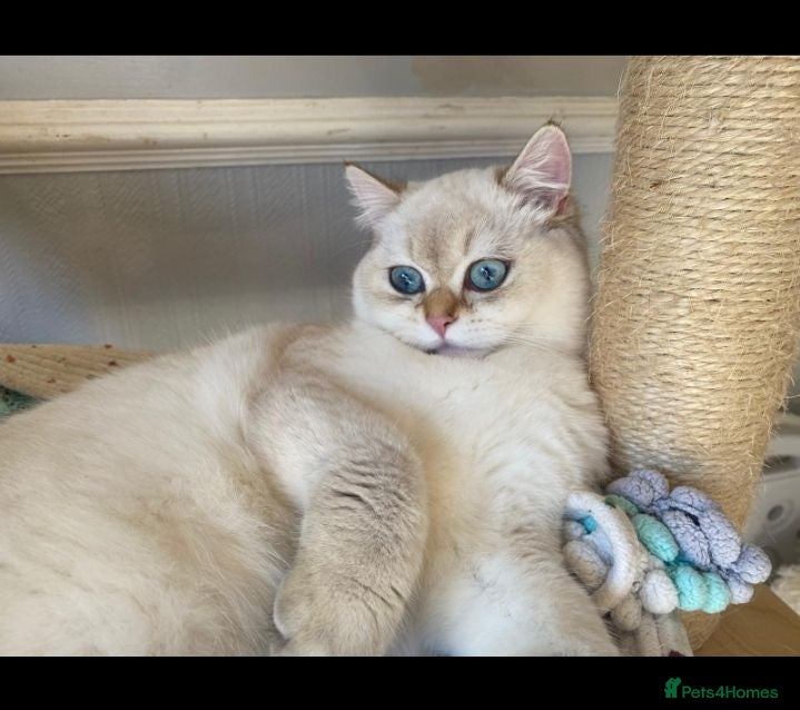 British Shorthair cats GCCF Chocolate Golden Point British Shorthair  - Advert 1