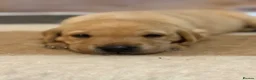 Labrador Retriever dogs for sale: KC Registered Labrador Retriever Puppies  in Attleborough - Advert 8