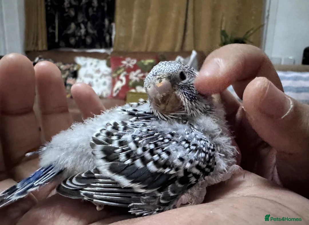 Budgerigars birds for sale: Baby split tcb/bf budgies available w/ full setup - Advert 10