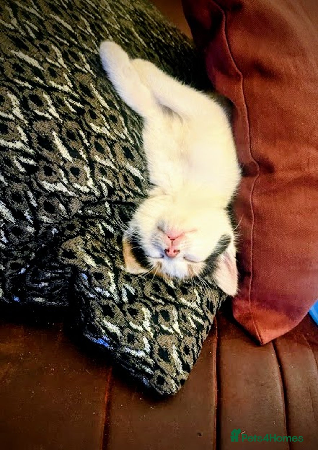 Maine Coon cats for sale: Exceptional Maine Coon x BSH Kittens Available Now - Image 14