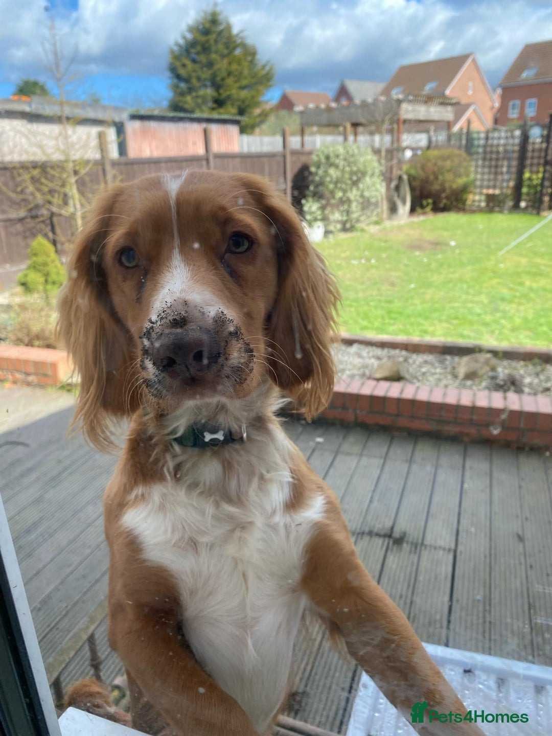 Cocker Spaniel dogs for sale: Nearly 2 year old cocker spaniel  - Advert 4