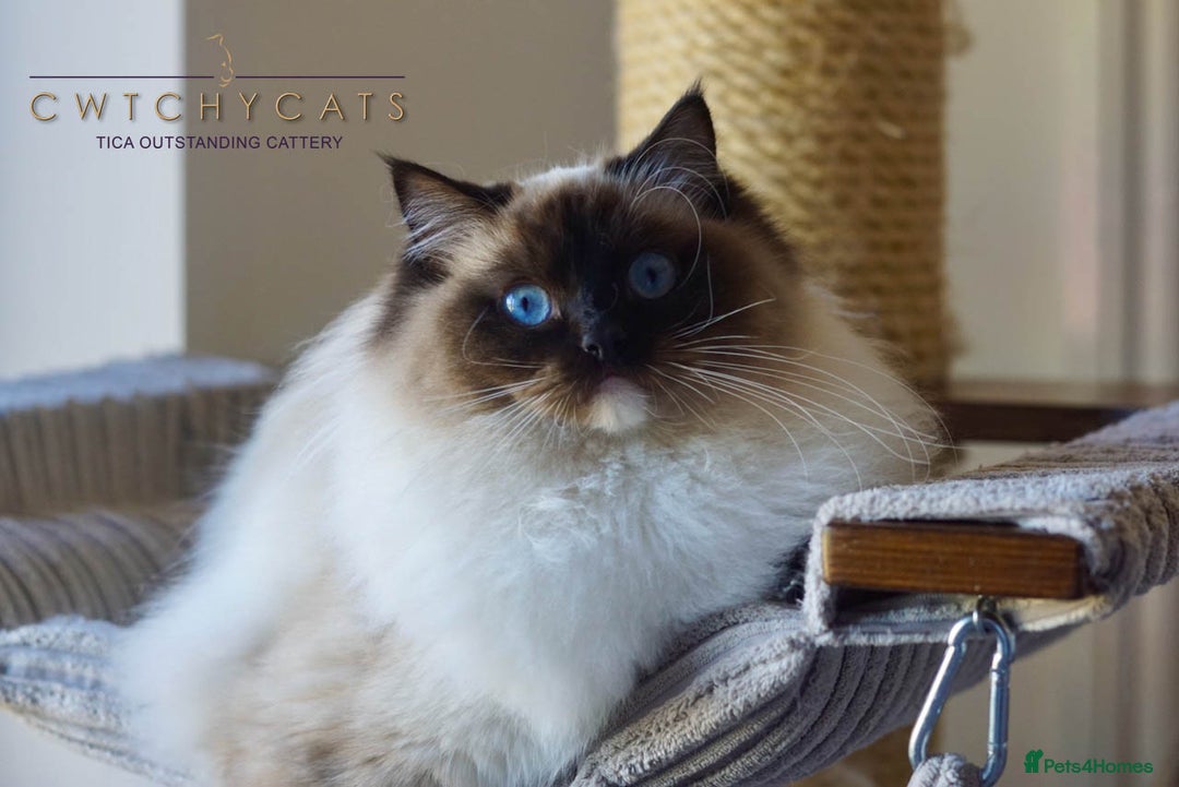 Ragdoll cats for sale: Pedigree Adult Ragdolls  - Advert 10