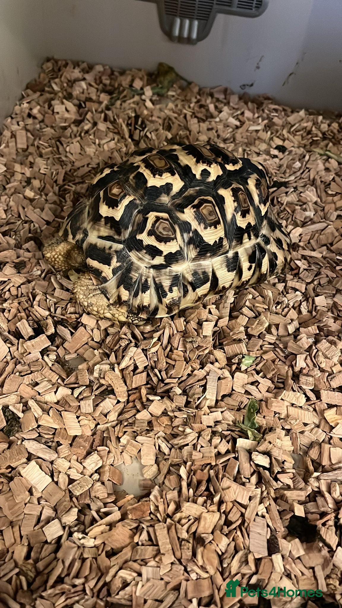 Tortoise reptiles 2 African leopard Tortoises - Advert 5