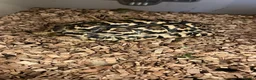 Tortoise reptiles for sale: 2 African leopard Tortoises in Hornchurch - Advert 1