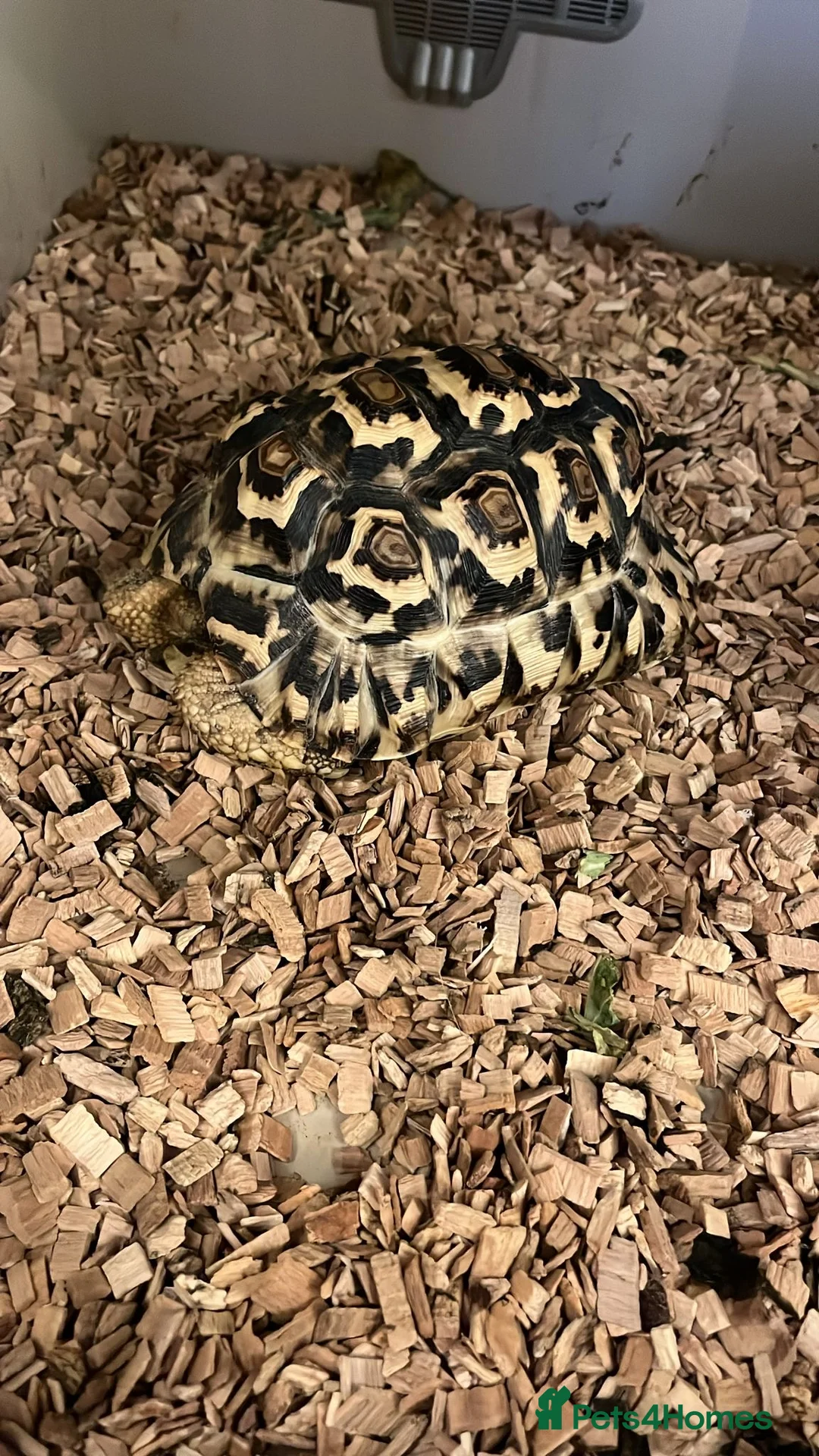 Tortoise reptiles for sale: 2 African leopard Tortoises in Hornchurch - Advert 1