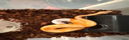 Python Snake reptiles for sale: Albino Lavender Pied ‘Dreamsicle’ Ball Pythons - Advert 3