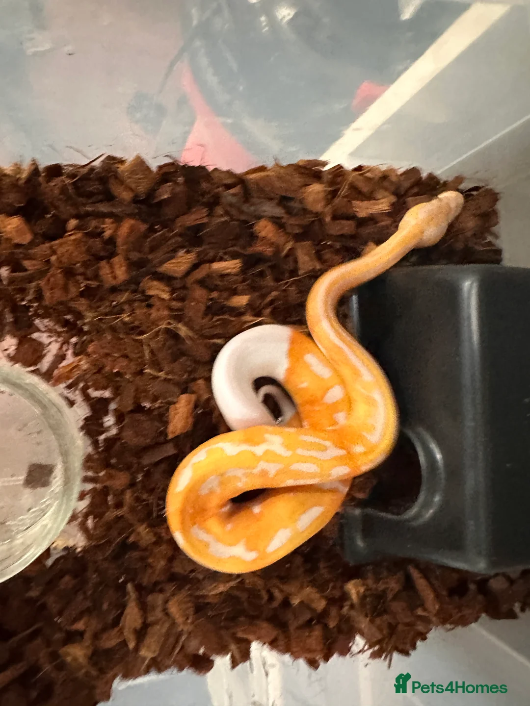 Python Snake reptiles for sale: Albino Lavender Pied ‘Dreamsicle’ Ball Pythons - Advert 3
