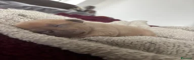 Puppy 3