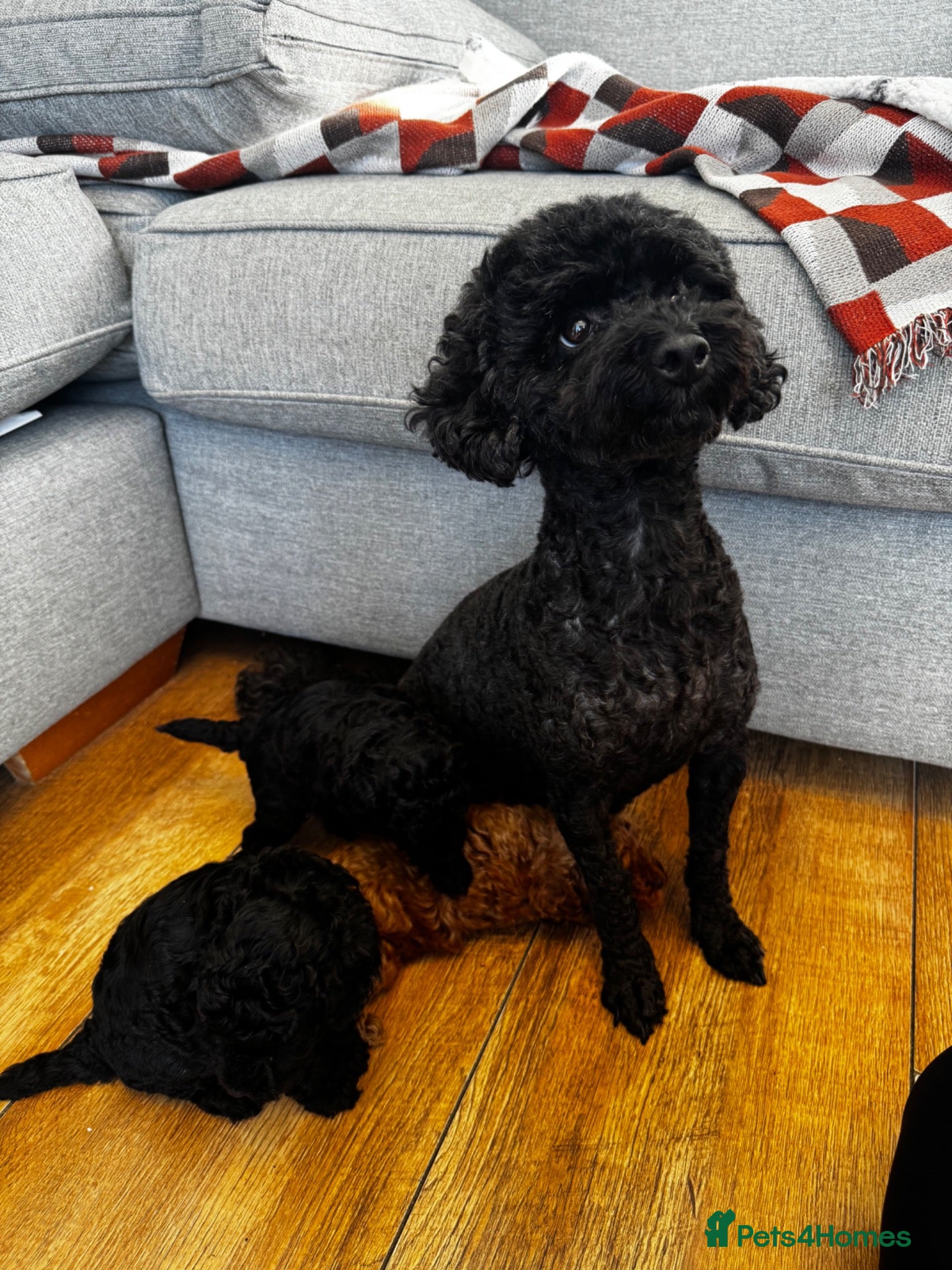 Toy Poodle dogs Beautiful Toy Poodle Puppies All Girls For Sale - Advert 1