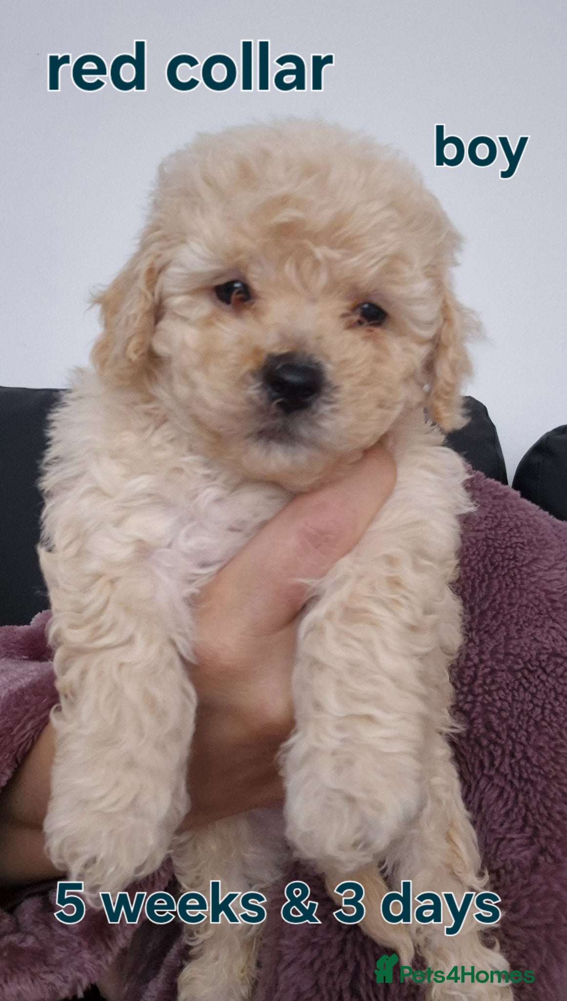 Poochon dogs Poochon - Advert 2