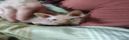 Sphynx cats for sale: Adorable Sphynx Kittens - Advert 6