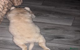 Golden Retriever dogs for sale: Golden retriever 9 weeks old - Image 4