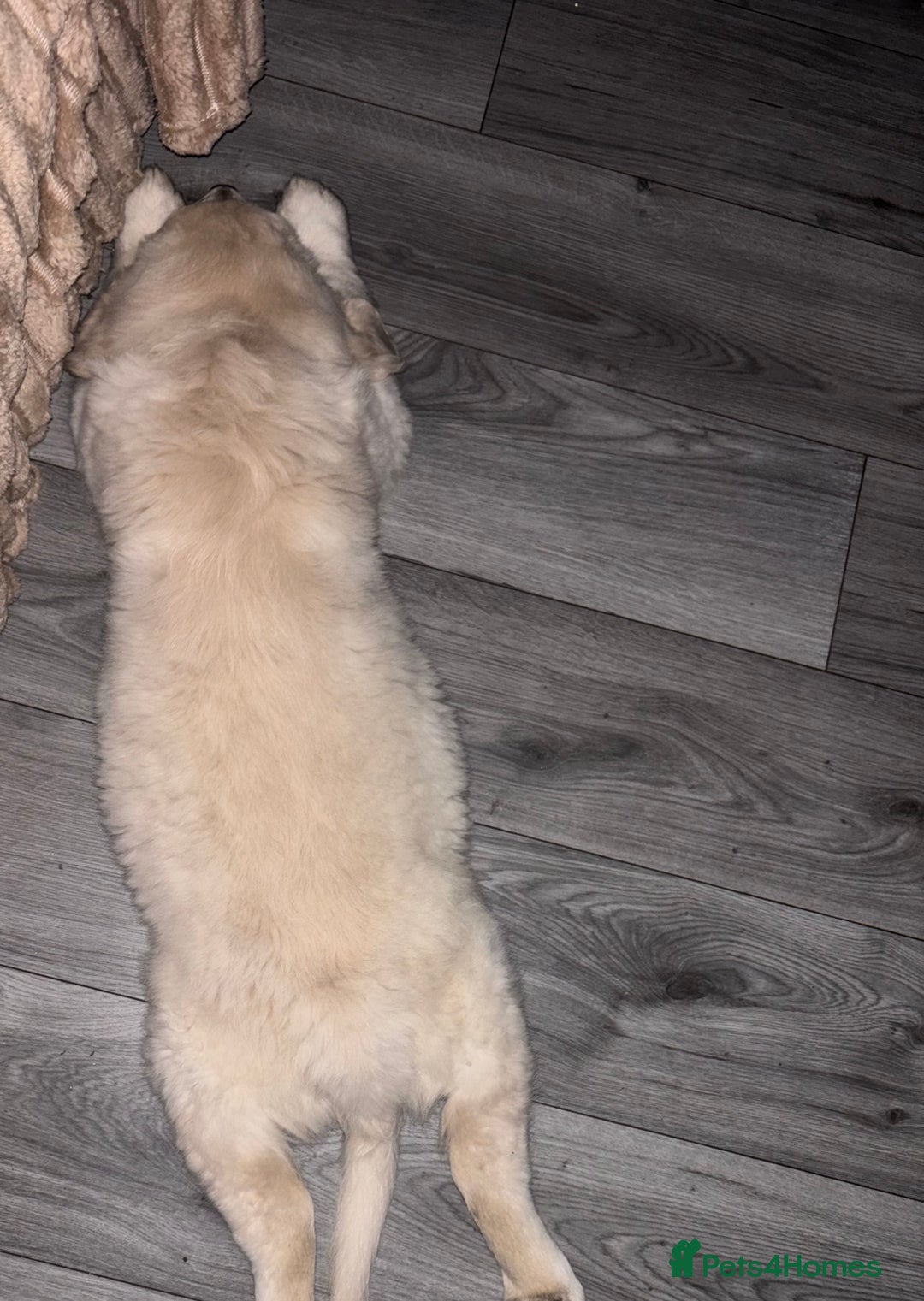 Golden Retriever dogs for sale: Golden retriever 9 weeks old - Image 4