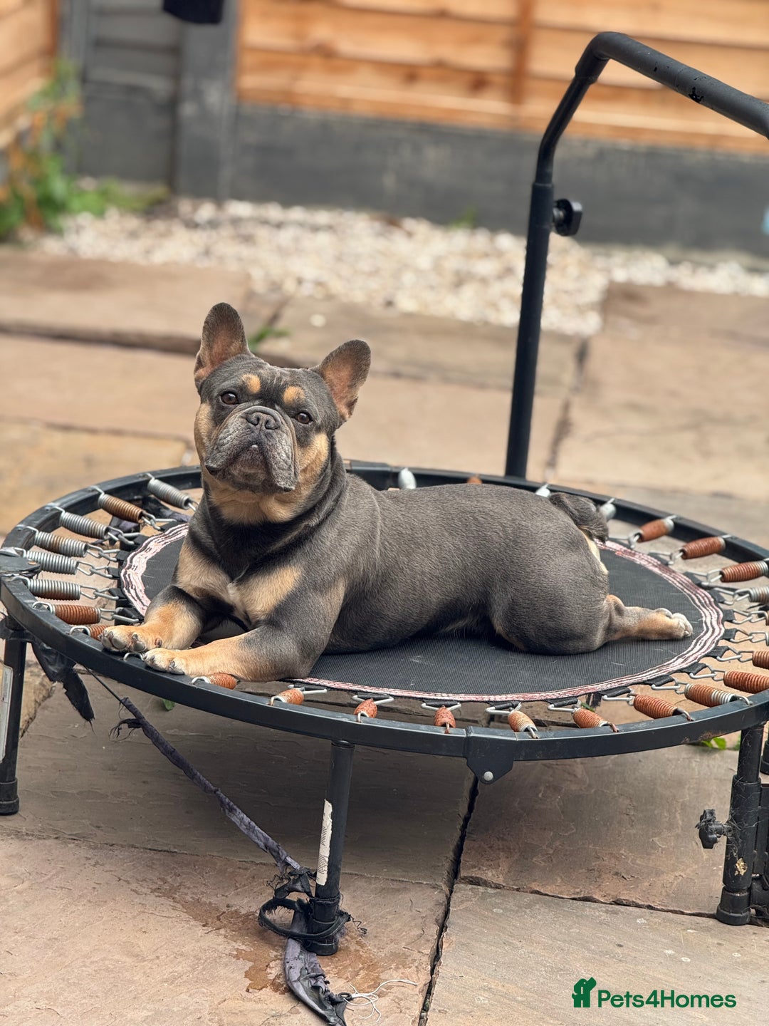 French Bulldog dogs for stud: Best producer known around  in Leigh - Image 14