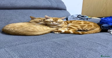 Bengal cats - Advert 10