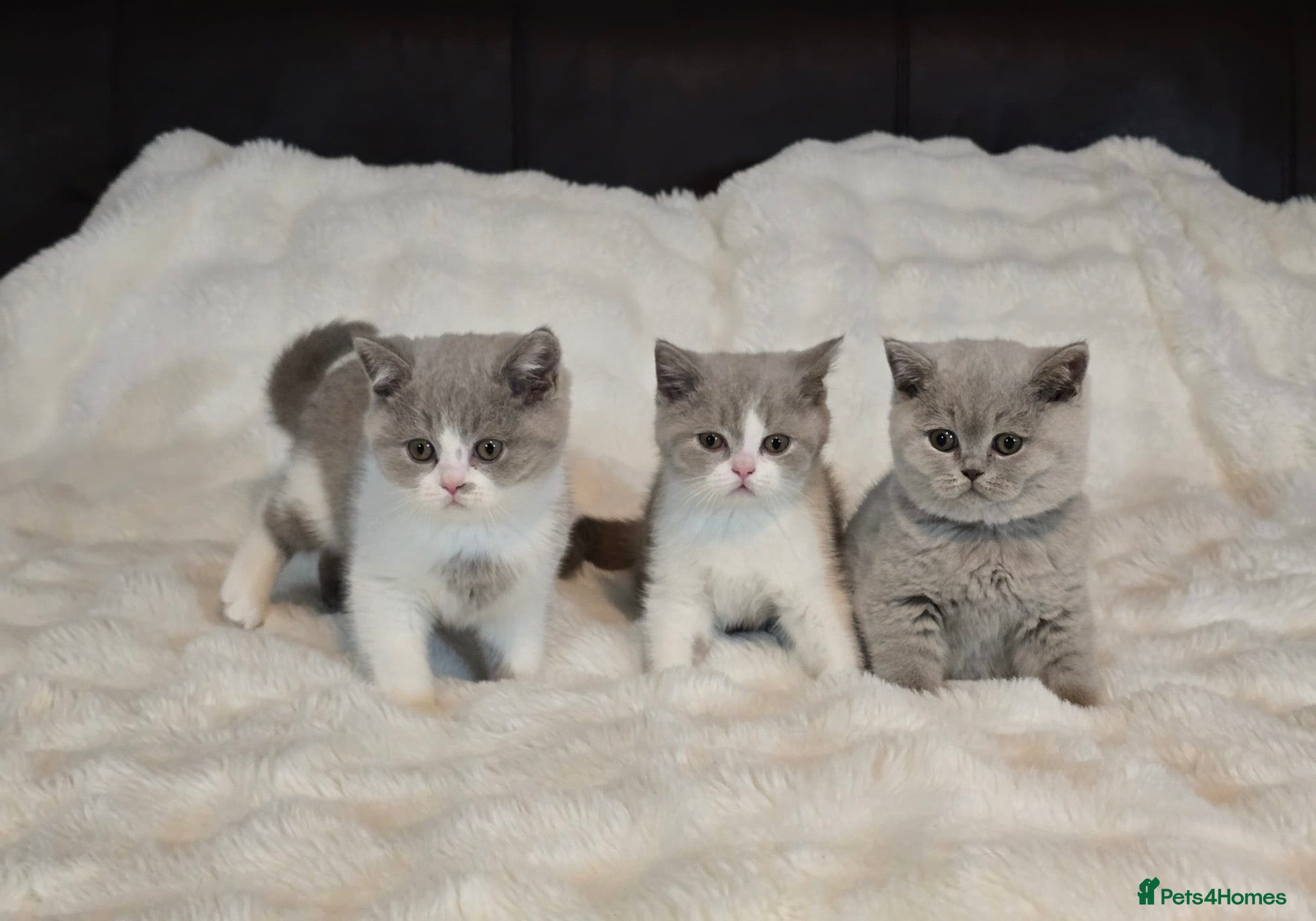 British Shorthair cats Pedigree Registered British Short Hair Kittens - Advert 1