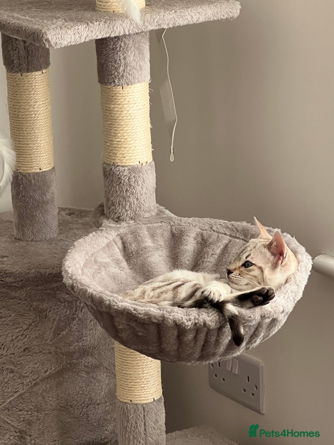 Bengal cats for sale: Snow bengal female kitten - Advert 11