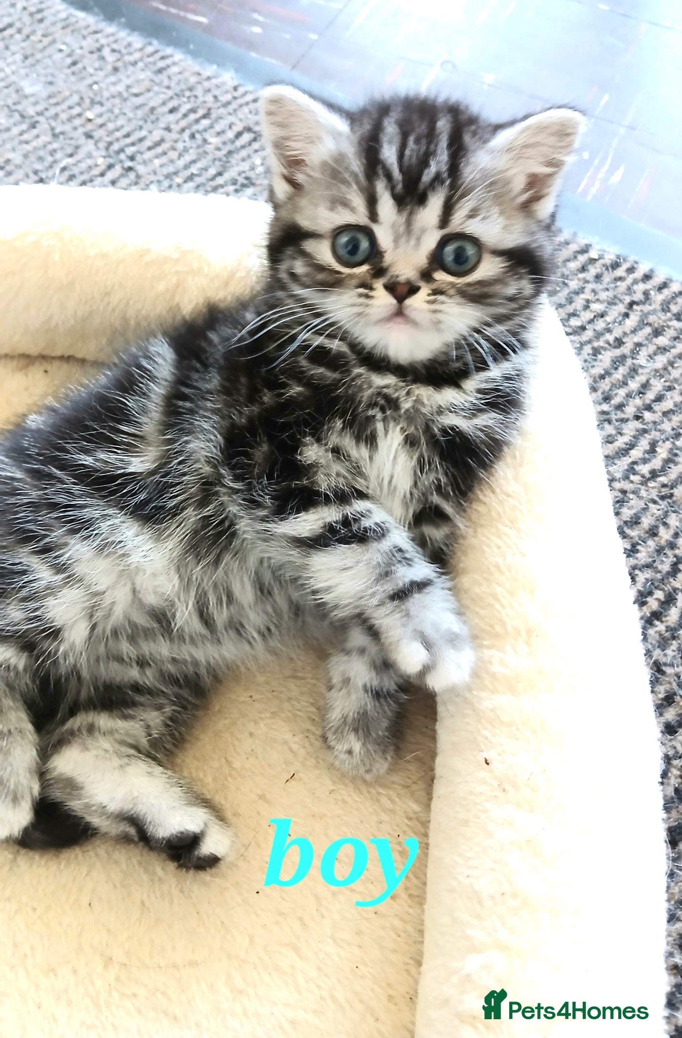 British Shorthair cats Bsh. Silver clasic tabby . - Advert 9