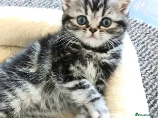 British Shorthair cats Bsh. Silver clasic tabby . - Advert 9