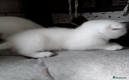 Scottish Fold cats for sale: 1 Scottish fold 1 Scottish straight for sale  - Image 2