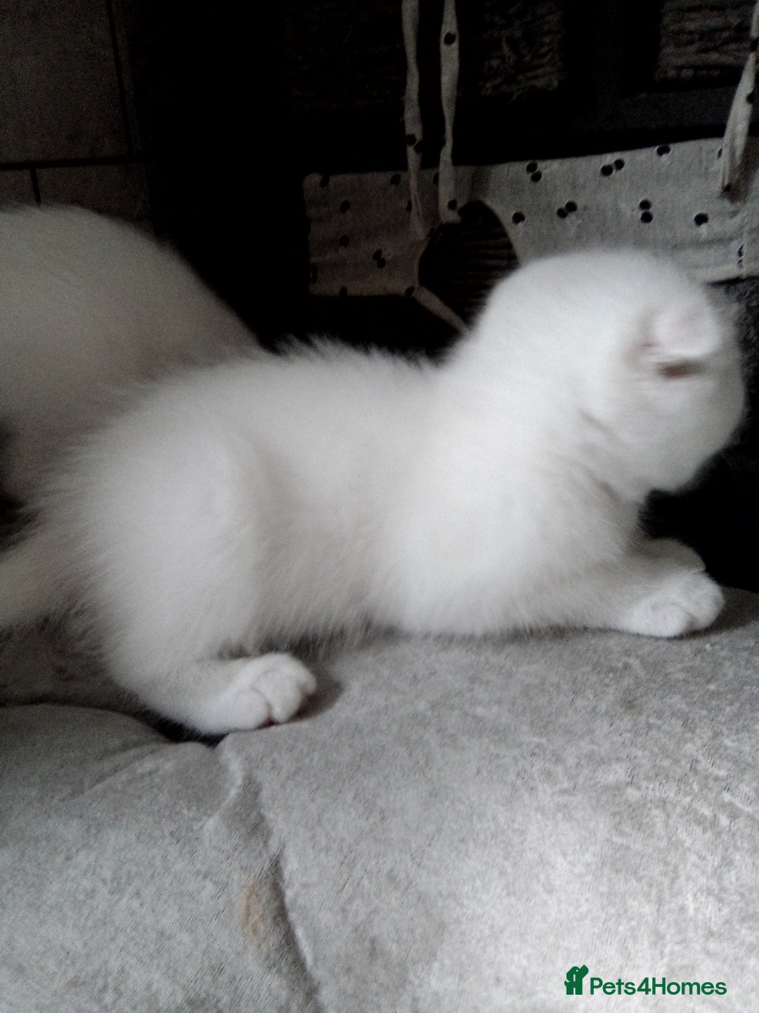 Scottish Fold cats for sale: 1 Scottish fold 1 Scottish straight for sale  - Image 2