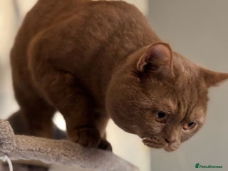 British Shorthair cats in London - Advert 35