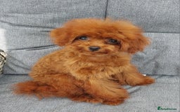 Toy Poodle dogs for sale: Asian toy poodle  in Hull - Image 13