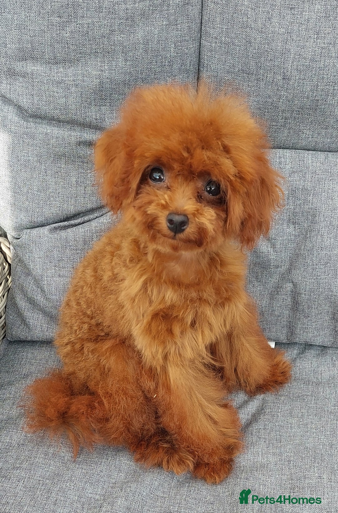 Toy Poodle dogs for sale: Asian toy poodle  in Hull - Image 13
