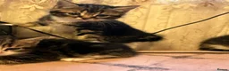Mixed Breed cats for sale: 5 kittens ready for a new home  in London - Advert 9