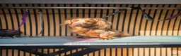Miniature Dachshund dogs for stud: **RogueRoyales Luxe** PRA Clear Long Hair - Advert 3