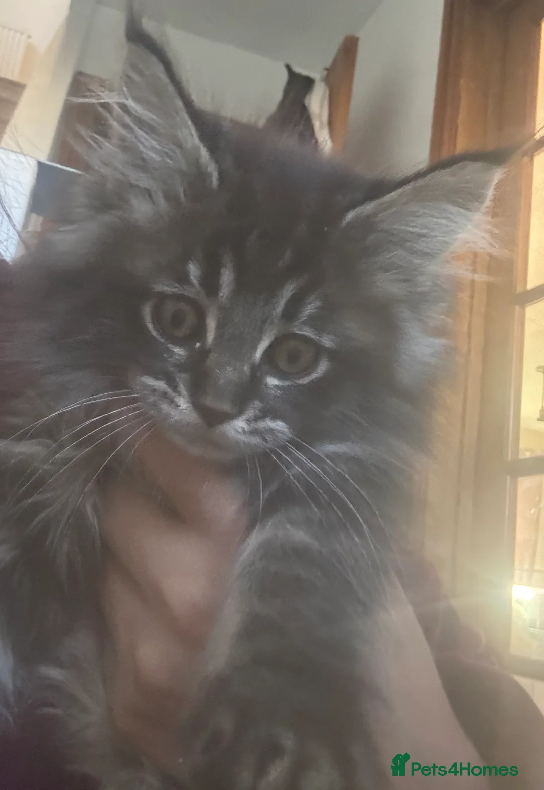 Maine Coon cats for sale: Gorgeous kittens  - Advert 34