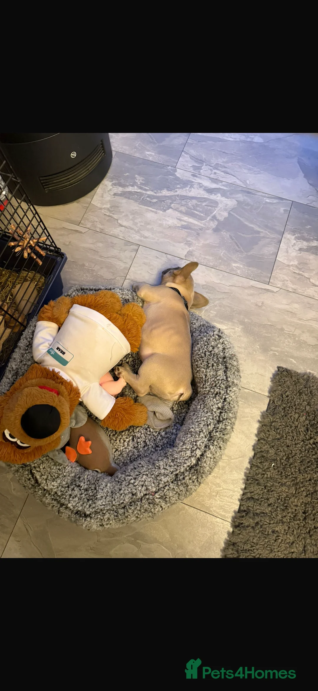 French Bulldog dogs for sale: French bull dog puppy  - Advert 6