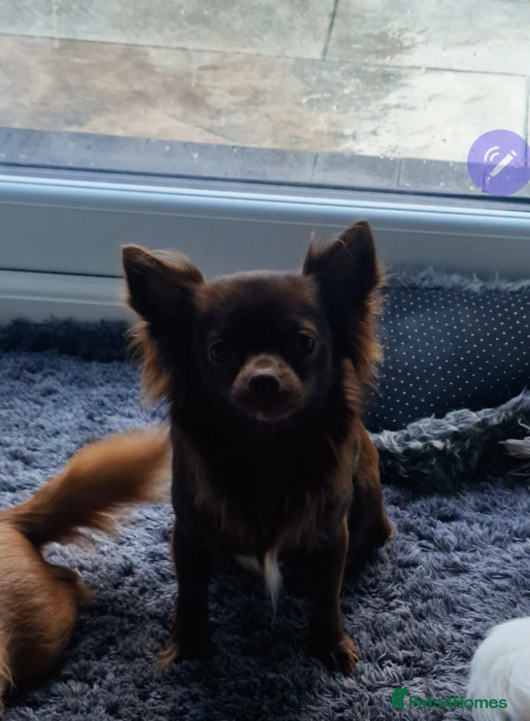 Chihuahua dogs for sale: Beautiful Chihuahua Puppies  - Advert 26