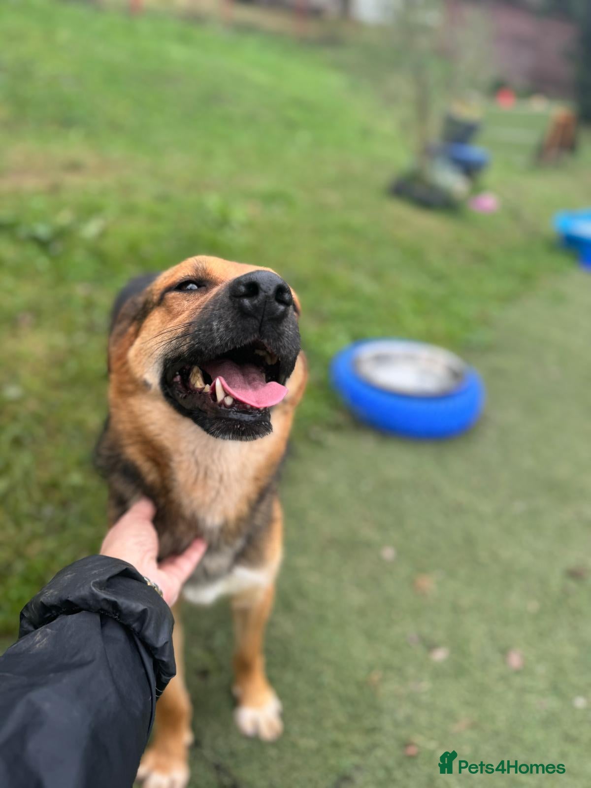 Mixed Breed dogs BRUTUS - Advert 15