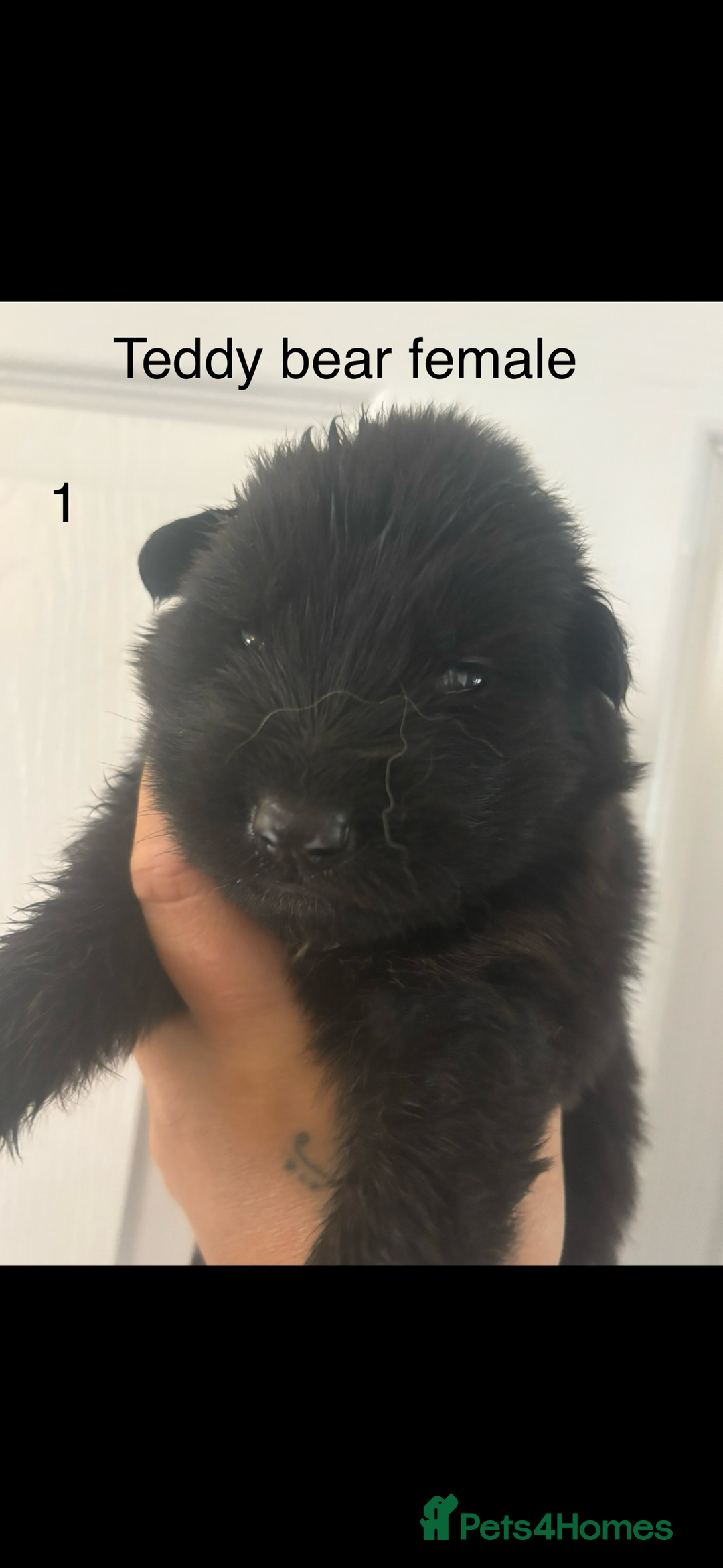 German Shepherd dogs for sale: CUTE 3/4 GERMAN SHEPHERD PUPPIES READY 27th AUGUST - Image 6