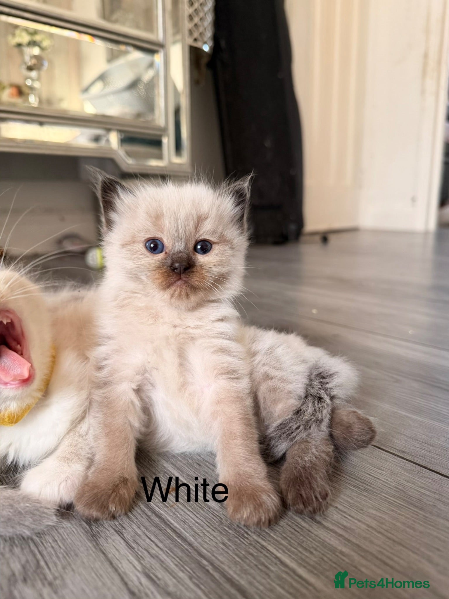 Ragdoll cats Seal bicolour & seal point  ragdolls  - Advert 3