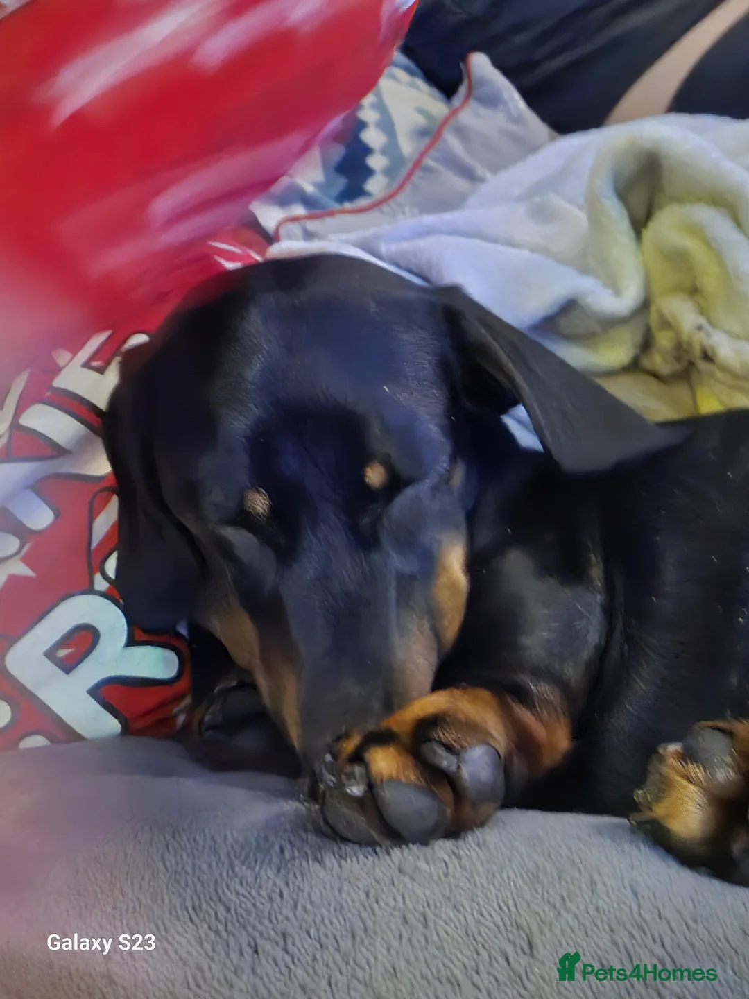 Miniature Dachshund dogs for stud: For stud - Advert 5