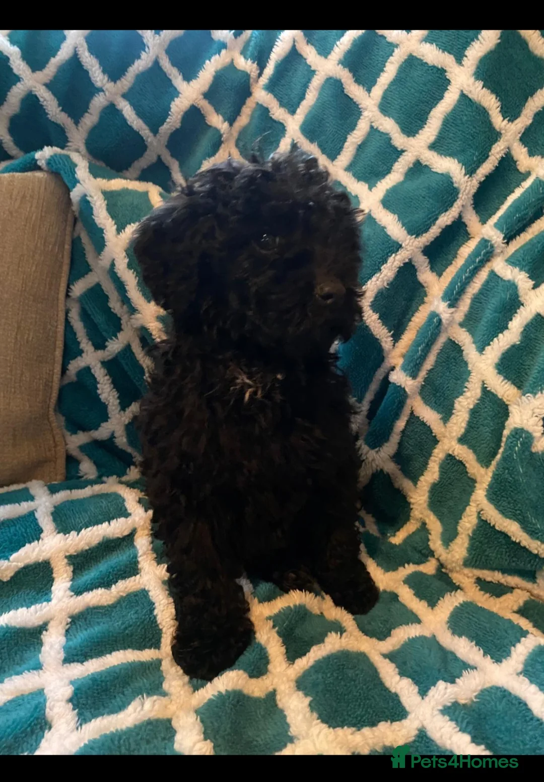 Cavapoo dogs for sale: Gorgeous Cavapoo  in Wrexham - Advert 2