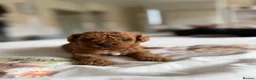Cavapoo dogs for sale: Reduced F1b Toy Cavapoo girl health tested parents - Advert 28