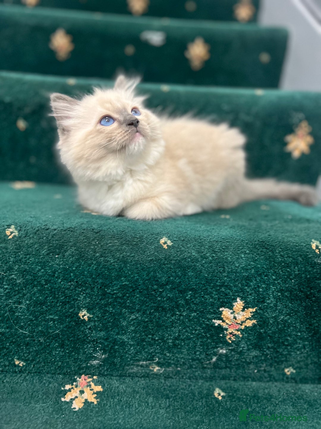 Ragdoll cats for sale: Chocolate bio Ragdoll - Image 2