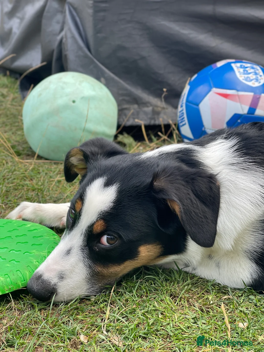 Mixed Breed dogs for sale: Border Collie x Aussie girl, 6 months, clever in Leigh-on-Sea - Advert 6