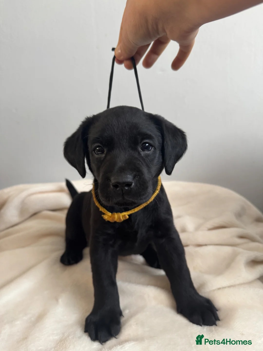 Labrador Retriever dogs for sale: Kelwyn Litter - Advert 2