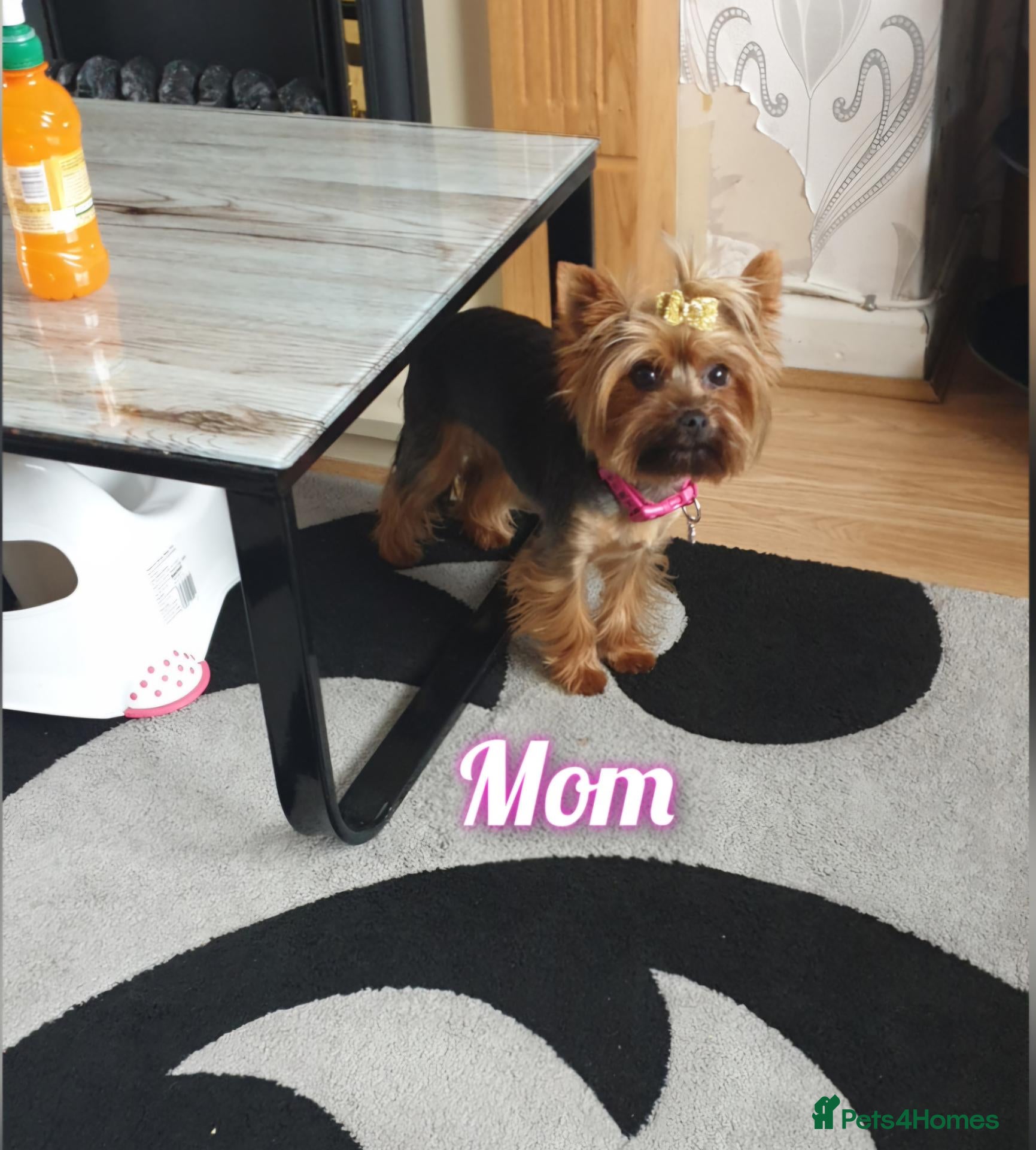 Yorkshire Terrier dogs 💙 Yorkshire Terrier Puppies 💙 Boys left only 💙 - Advert 2