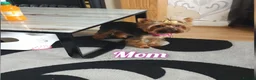 Yorkshire Terrier dogs for sale: 💙 Yorkshire Terrier Puppies 💙 Boys left only 💙 - Advert 2