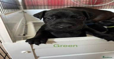 Patterdale Terrier dogs - Advert 7