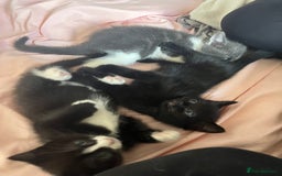 Mixed Breed cats for sale: 3 Beautiful and Playful Kittens - Image 2