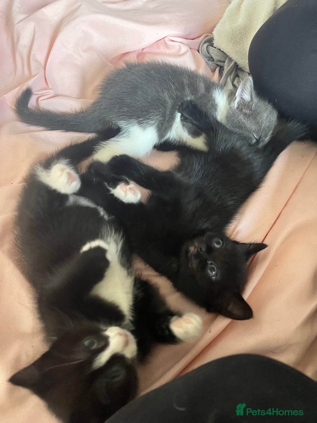 Mixed Breed cats for sale: 3 Beautiful and Playful Kittens - Image 2